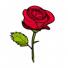 漂亮的红色玫瑰花插画