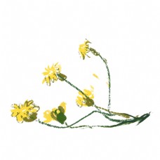 手绘卡通黄色的菊花免抠图