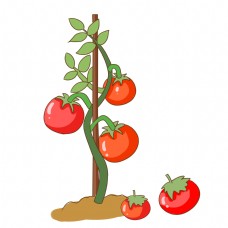 绿色蔬菜红色的西红柿手绘插画