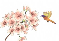 工笔画鲜花花卉插画