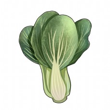 绿色蔬菜手绘油菜蔬菜插画