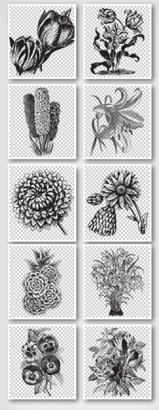素描植物叶叶子花卉背景创意设计素材