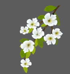 暖春白色小花